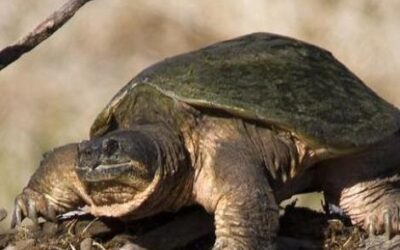 Mary Lake Estates:  home to snapping turtles??